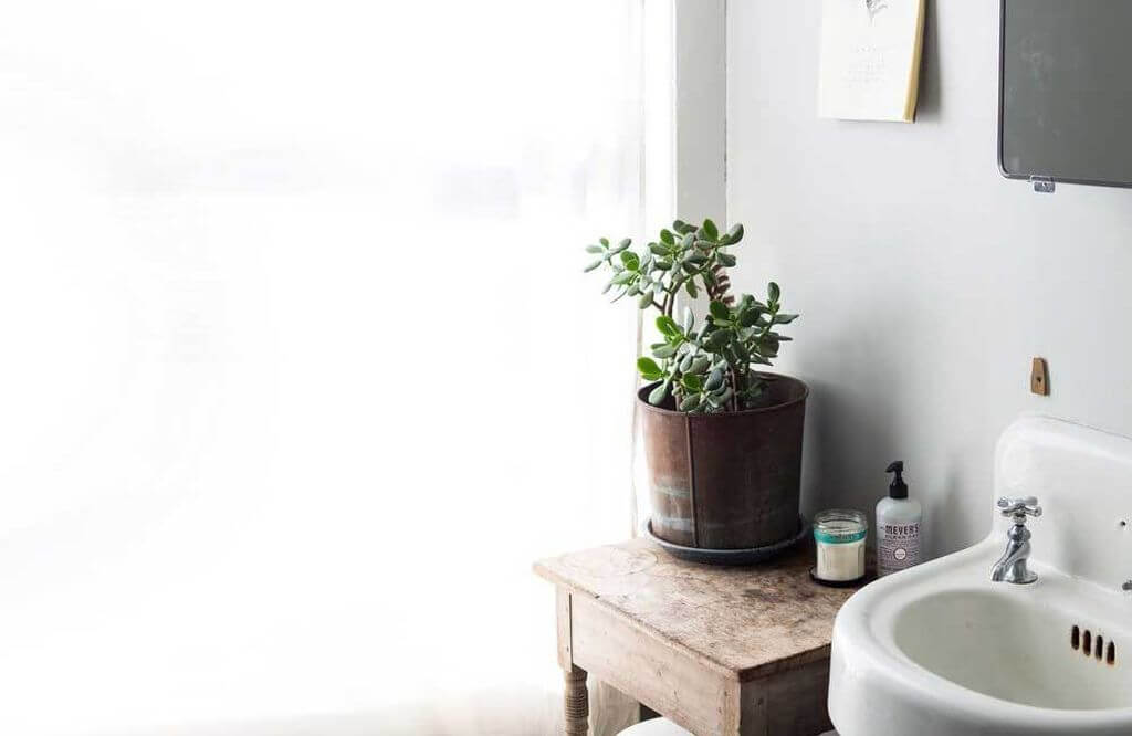 14 Bathroom Plant Ideas That Will Brighten Your Home - Jade Plant