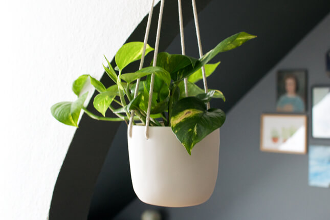 14 Bathroom Plant Ideas That Will Brighten Your Home - Pothos Plant