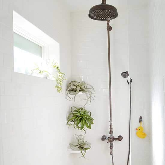 14 Bathroom Plant Ideas That Will Brighten Your Home - Air Plant