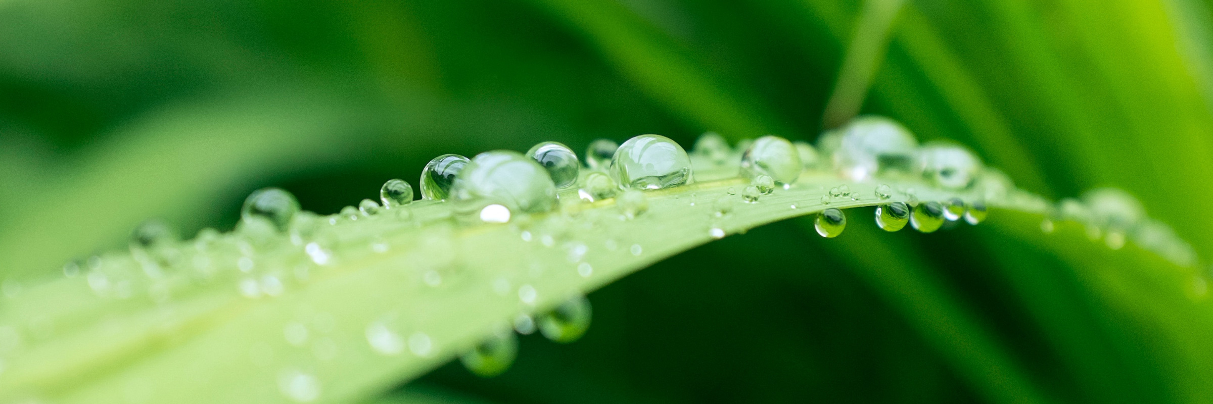 water droplets on a leaf close up