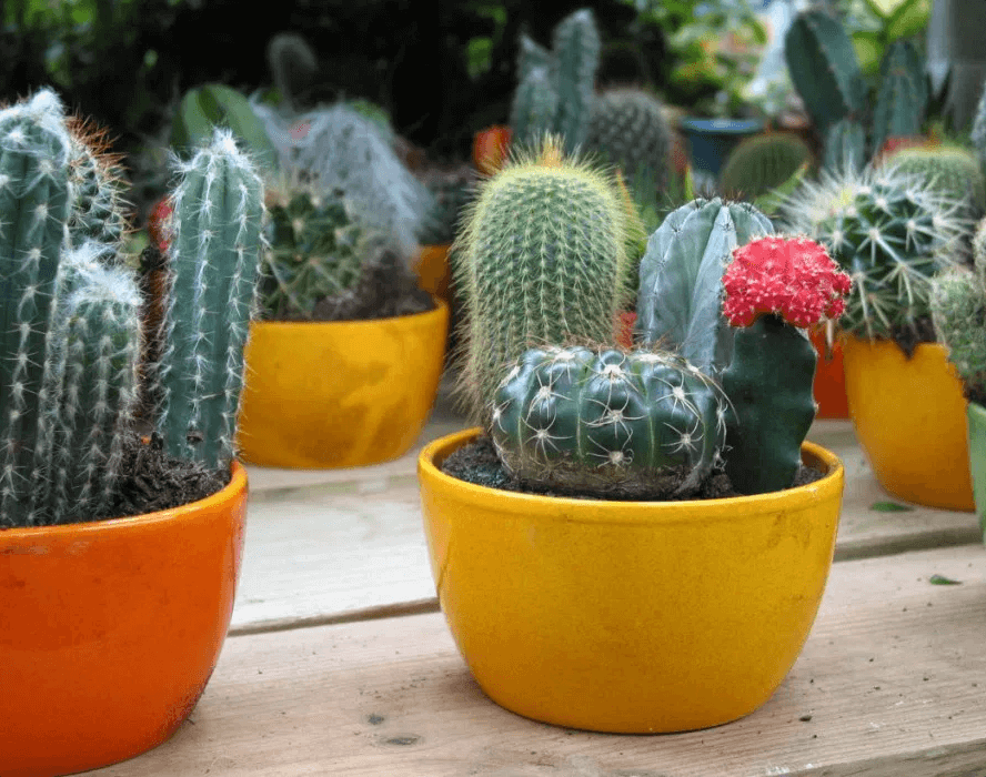 14 Bathroom Plant Ideas That Will Brighten Your Home - Cactus