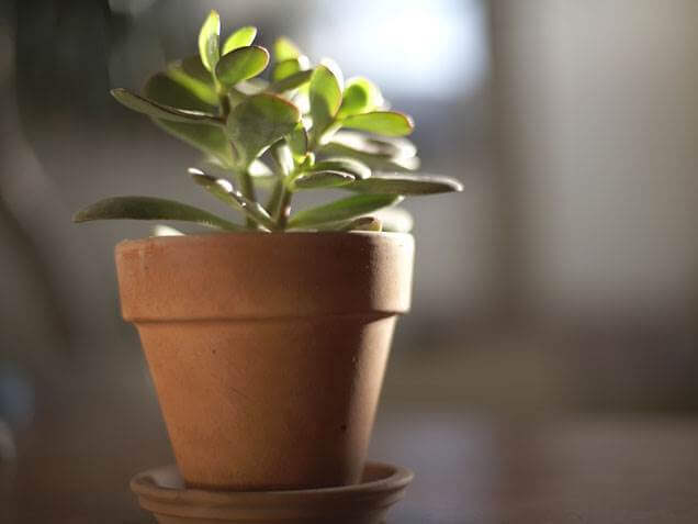 7 Ways to Go Green Around the House (Indoors and Outdoors! - Purchase a House Plant