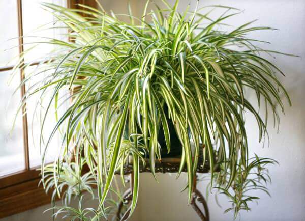 14 Bathroom Plant Ideas That Will Brighten Your Home - Spider Plant