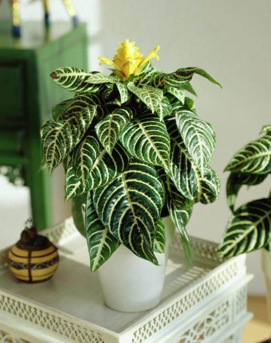 14 Bathroom Plant Ideas That Will Brighten Your Home - Zebra Plant